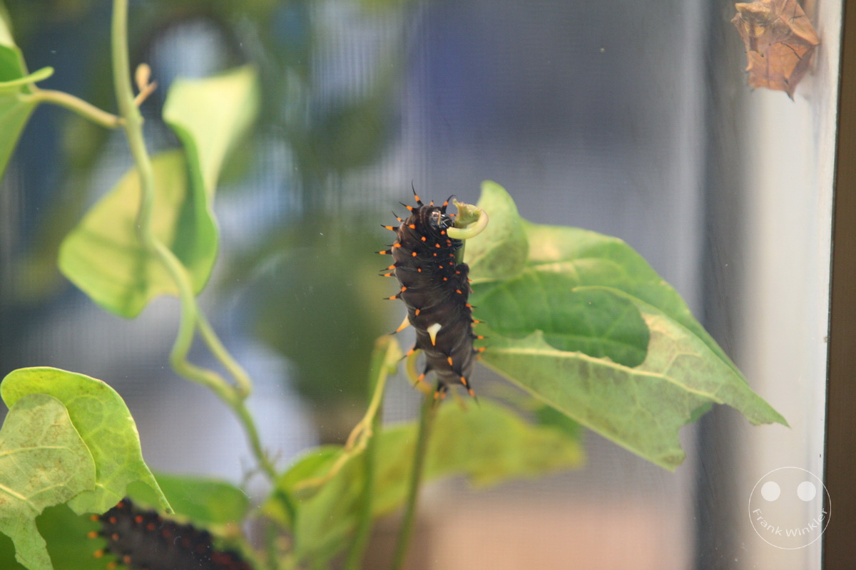 Australia - Queensland - Kuranda - Butterfly Sanctuary