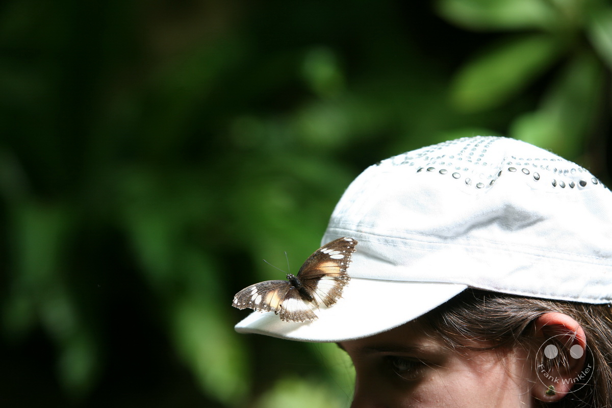 Australia - Queensland - Kuranda - Butterfly Sanctuary