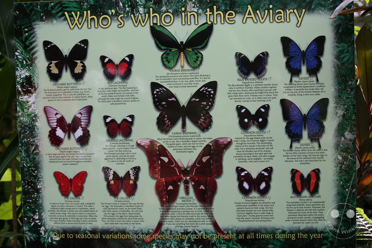 Australia - Queensland - Kuranda - Butterfly Sanctuary