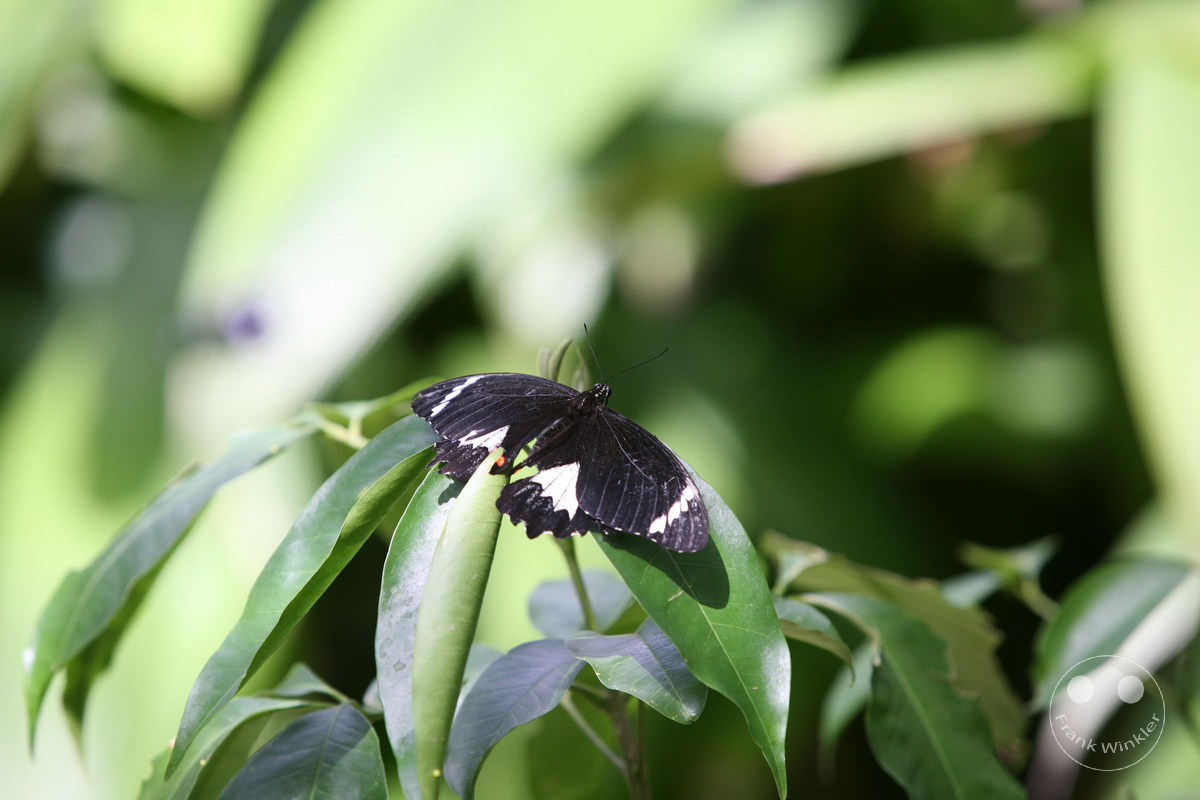 Australia - Queensland - Kuranda - Butterfly Sanctuary