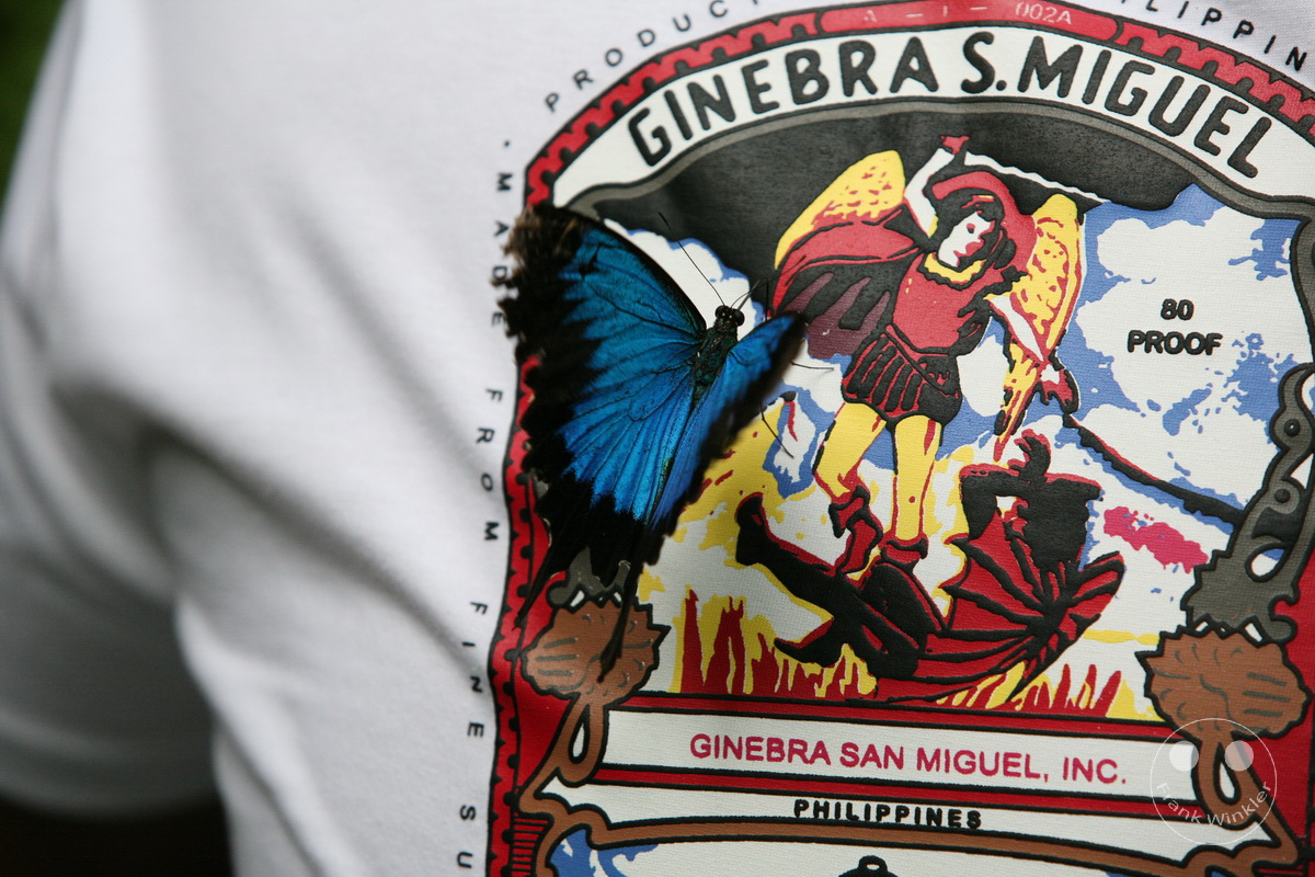 Australia - Queensland - Kuranda - Butterfly Sanctuary