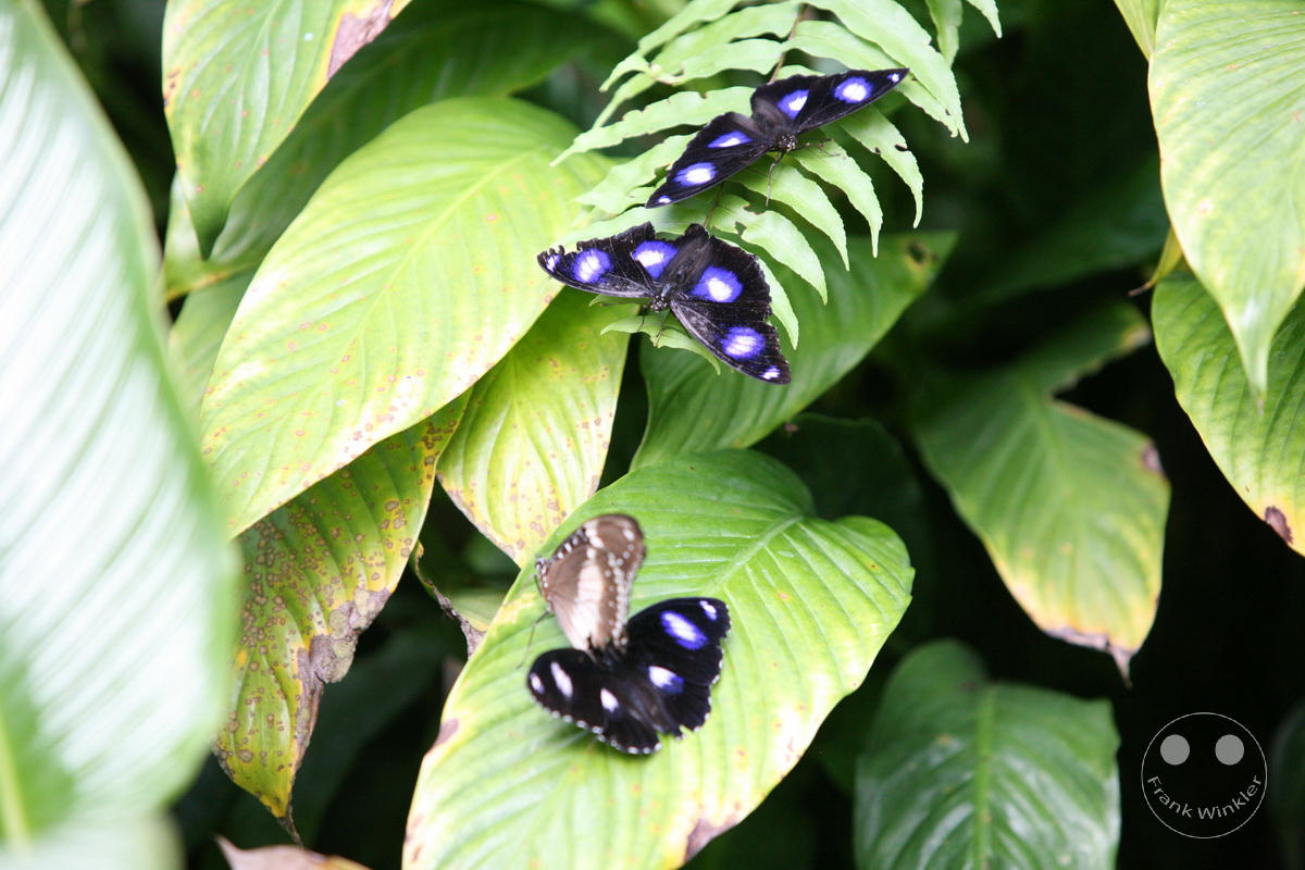Australia - Queensland - Kuranda - Butterfly Sanctuary