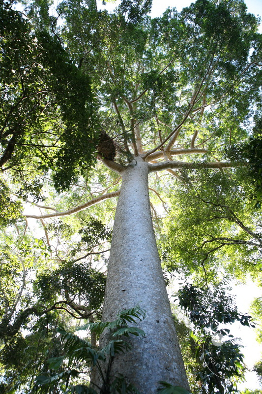 Australia - Queensland - Kuranda