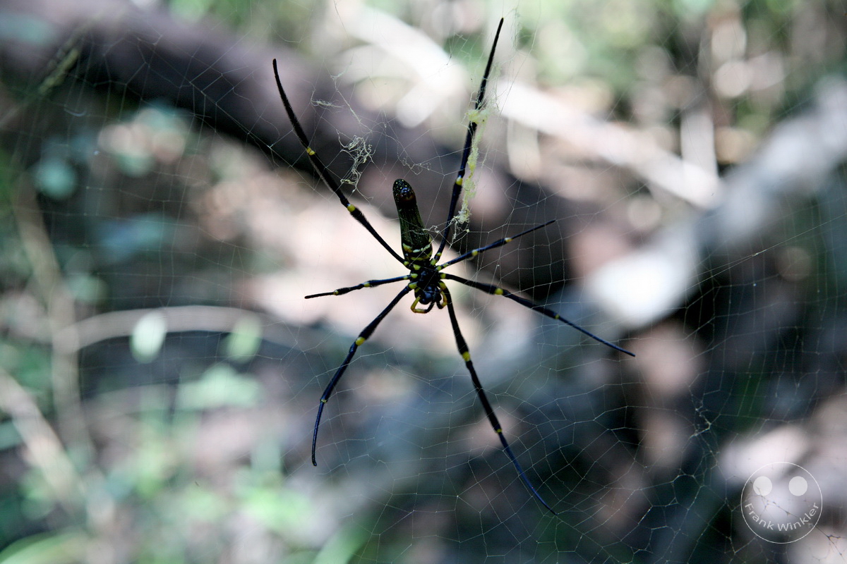 Australia - Queensland - Cairns