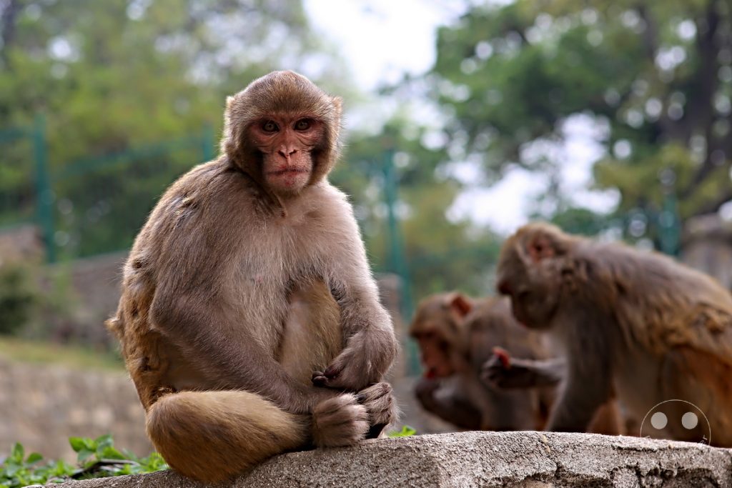 Nepal - Kathmandu - monkeys