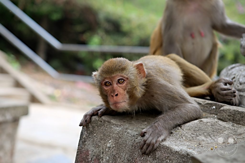 Nepal - Kathmandu - monkeys