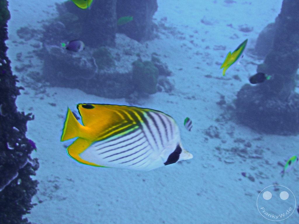 French Polynesia - Moorea - snorkeling
