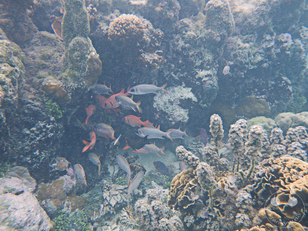French Polynesia - Huahine - Le Mahana - Coral Garden