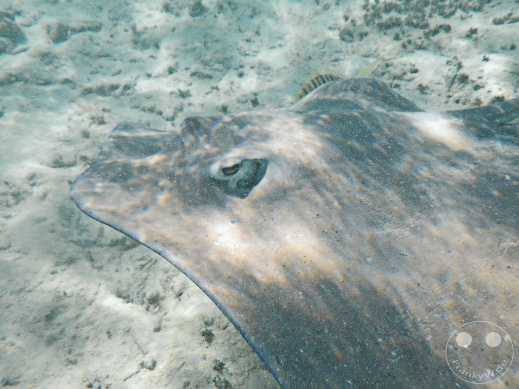 French Polynesia - Bora-Bora - Stingray - Snorkeling
