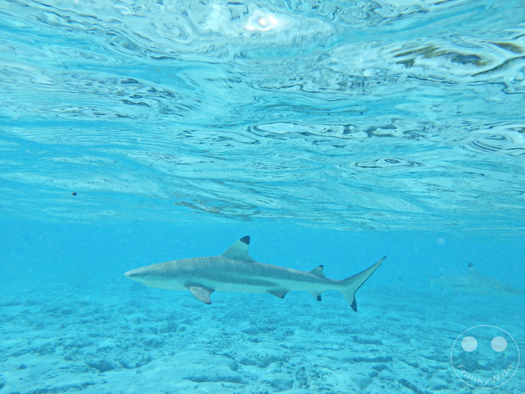 French Polynesia - Bora-Bora - Sharks - Snorkeling