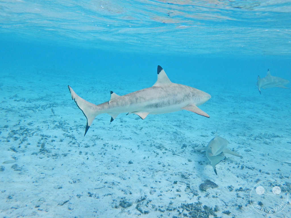 French Polynesia - Bora-Bora - Sharks - Snorkeling