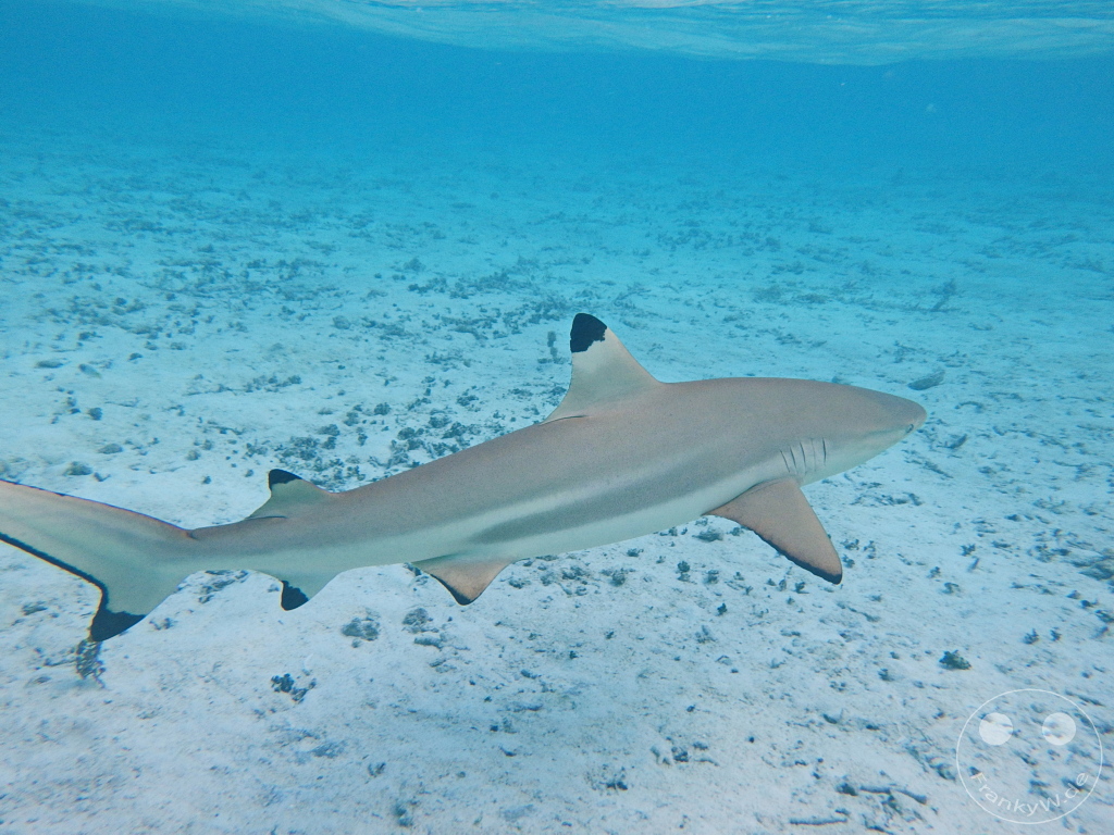 French Polynesia - Bora-Bora - Sharks - Snorkeling