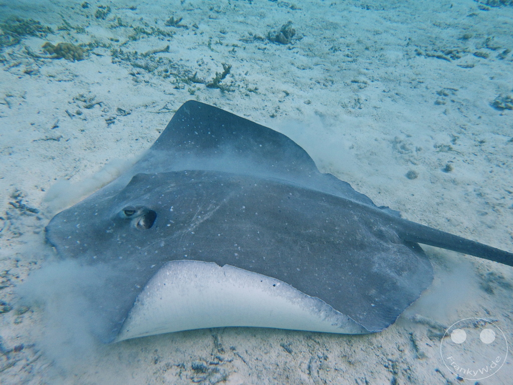 French Polynesia - Bora-Bora - Stingray - Snorkeling