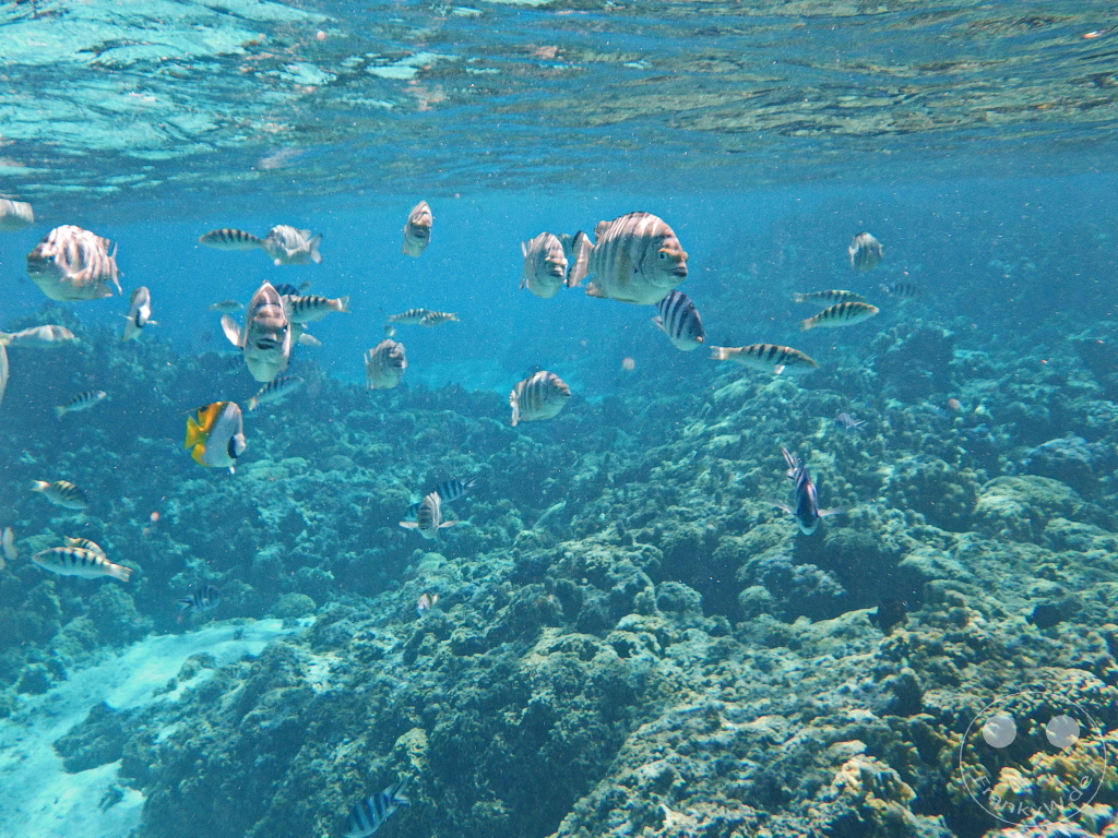 French Polynesia - Bora-Bora - Pitiuu Uta - Coral Garden - Snorkeling