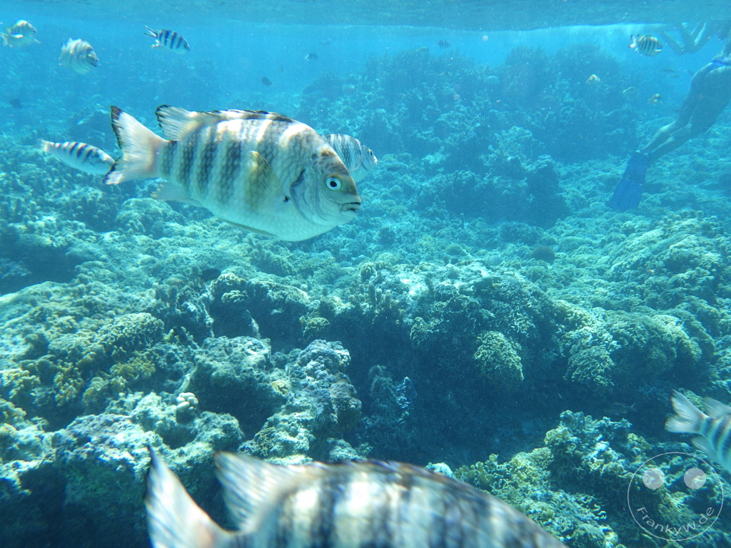 French Polynesia - Bora-Bora - Pitiuu Uta - Coral Garden - Snorkeling