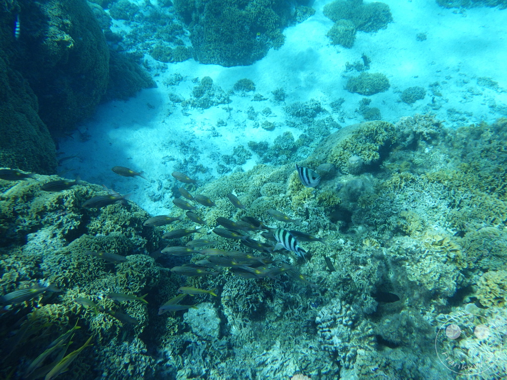French Polynesia - Bora-Bora - Pitiuu Uta - Coral Garden - Snorkeling