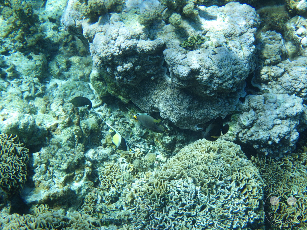 French Polynesia - Bora-Bora - Pitiuu Uta - Coral Garden - Snorkeling