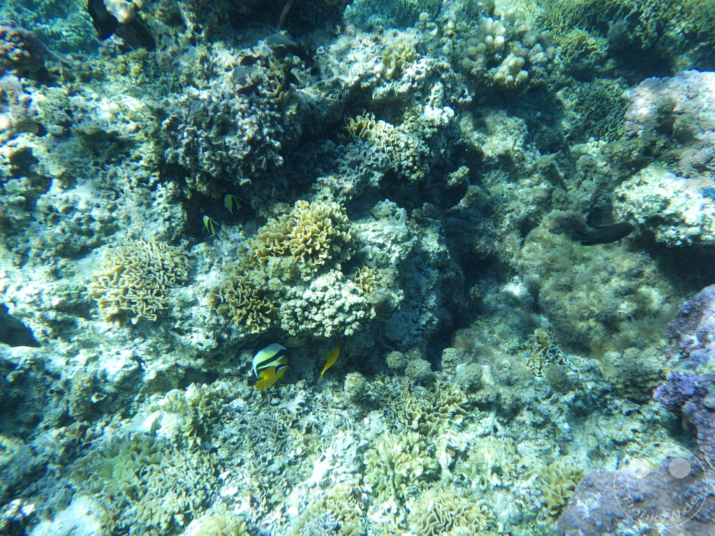 French Polynesia - Bora-Bora - Pitiuu Uta - Coral Garden - Snorkeling
