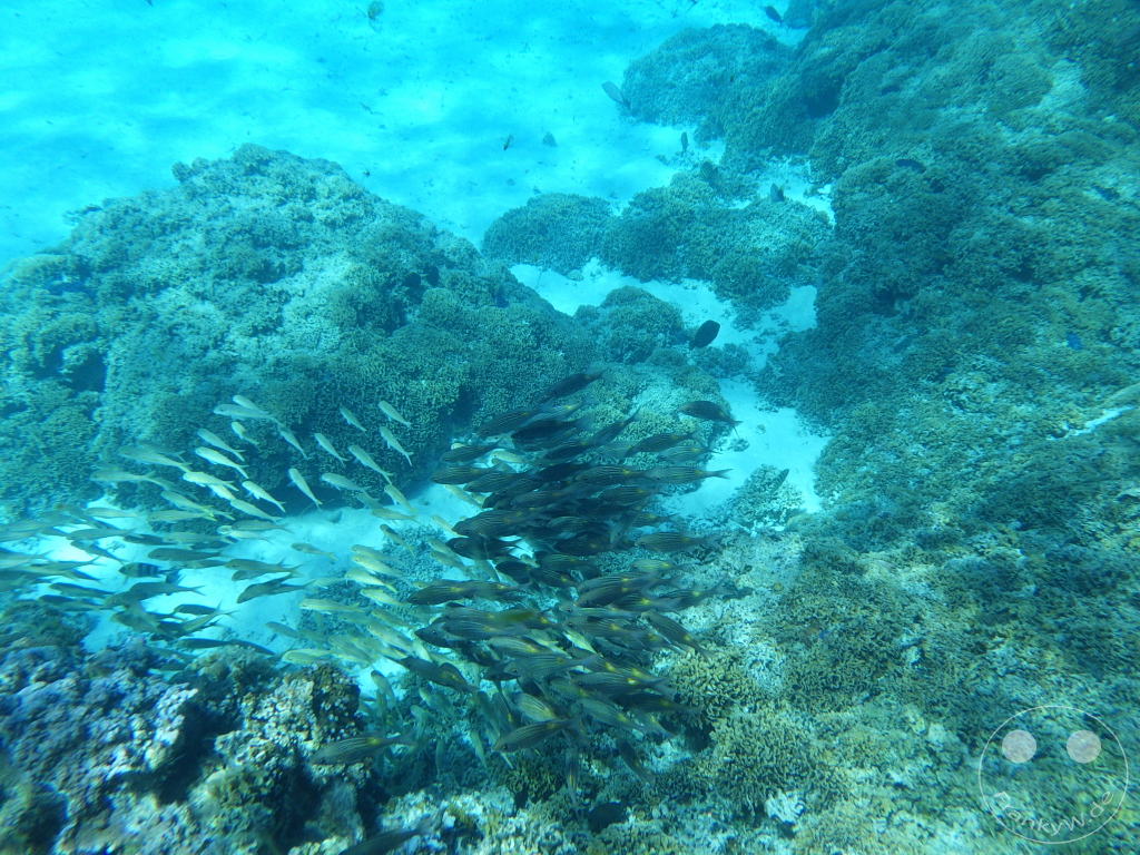 French Polynesia - Bora-Bora - Pitiuu Uta - Coral Garden - Snorkeling