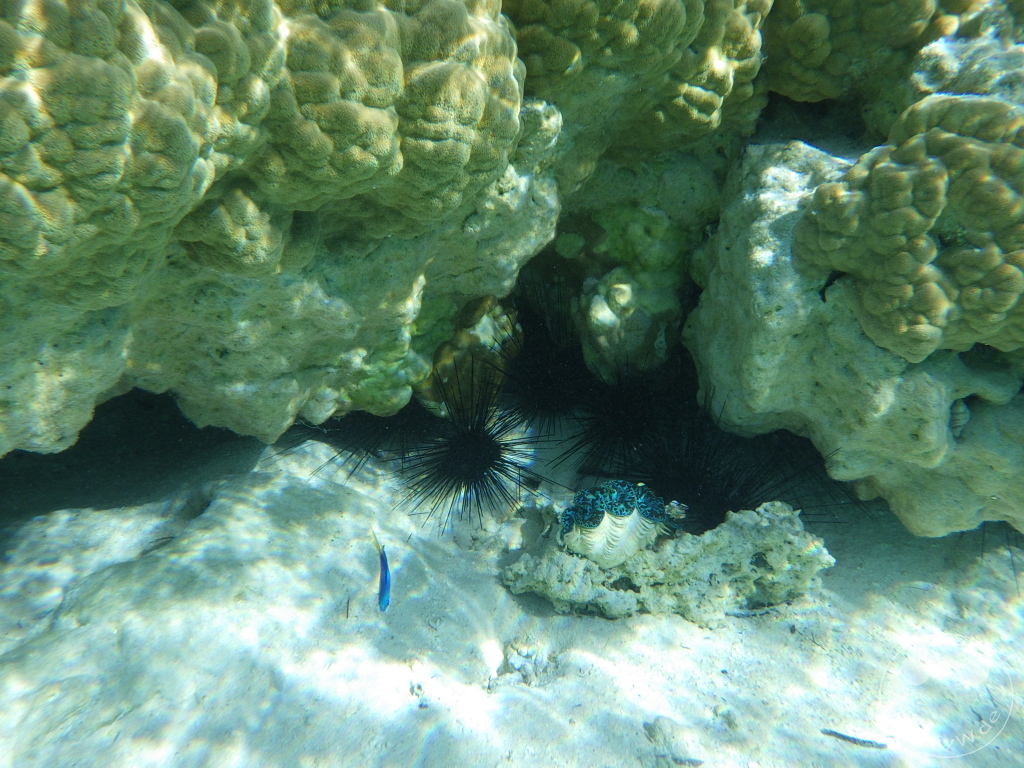 French Polynesia - Rangiroa - Coral Garden - Snorkeling