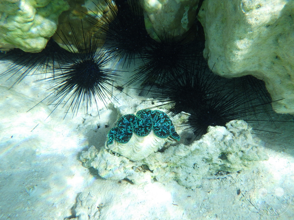 French Polynesia - Rangiroa - Coral Garden - Snorkeling