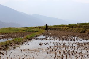 Bhutan - Teoprongchu - paddy field