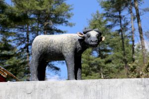 Bhutan - Thimphu National Animals Park - Takin