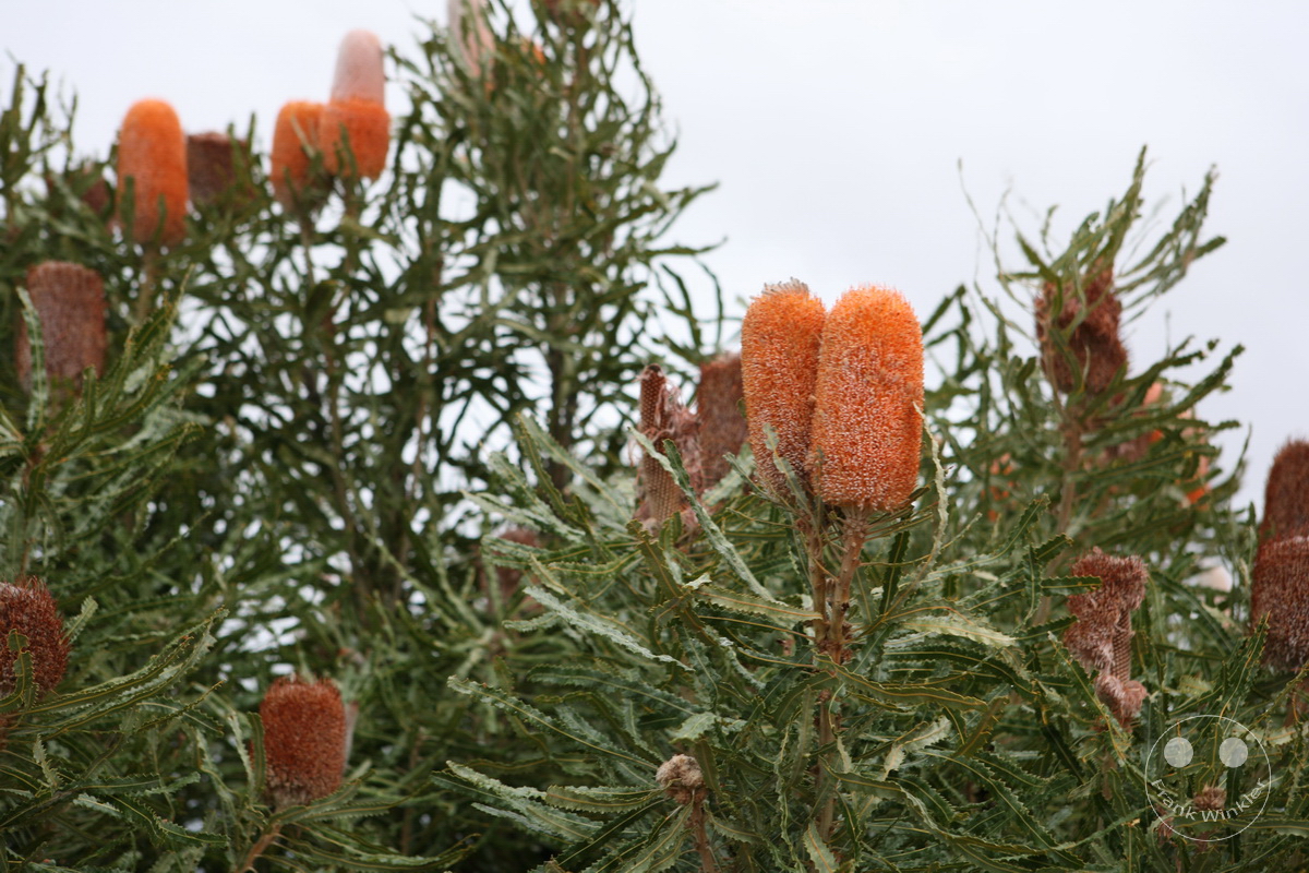 Australia - Western Australia - Nambung-Nationalpark - The Pinnacles Desert