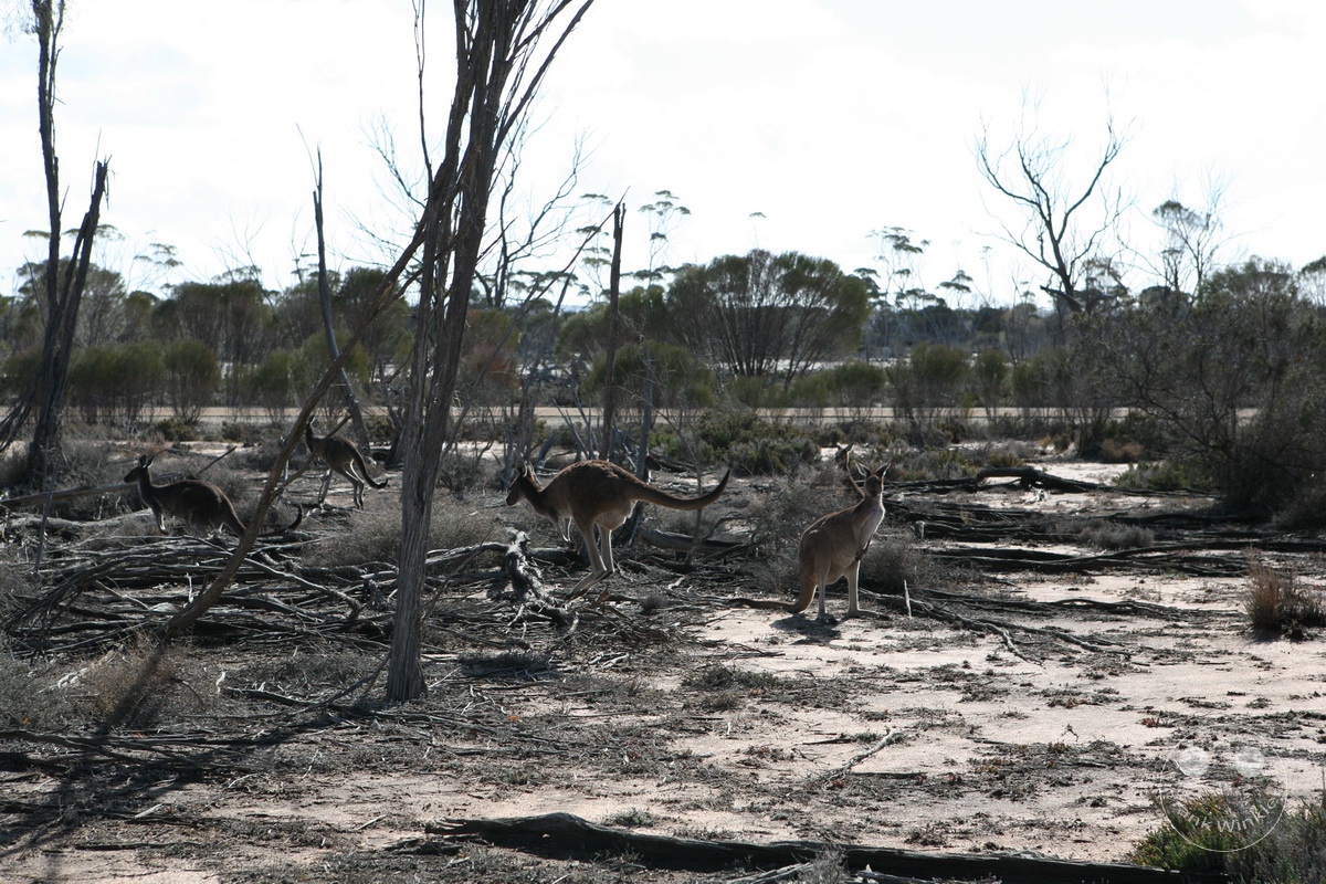 Australia - Western Australia - Hyden - Wave Rock