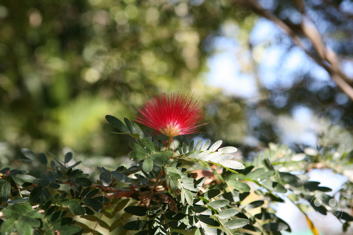 Australia - Nothern Territory - Kakadu Nationalpark - Calliandra