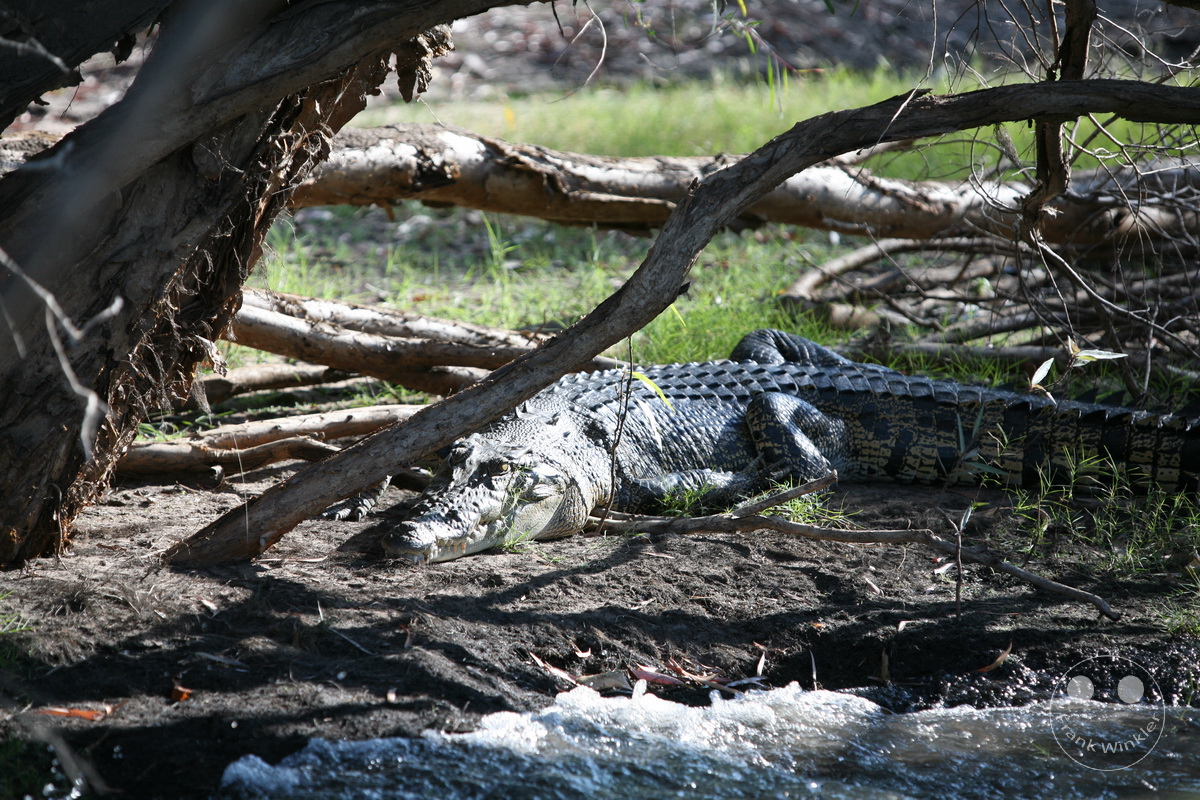 Australia - Nothern Territory - Kakadu Nationalpark - Crocodile