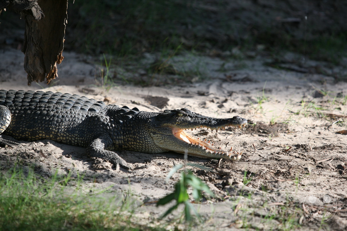 Australia - Nothern Territory - Kakadu Nationalpark - Crocodile