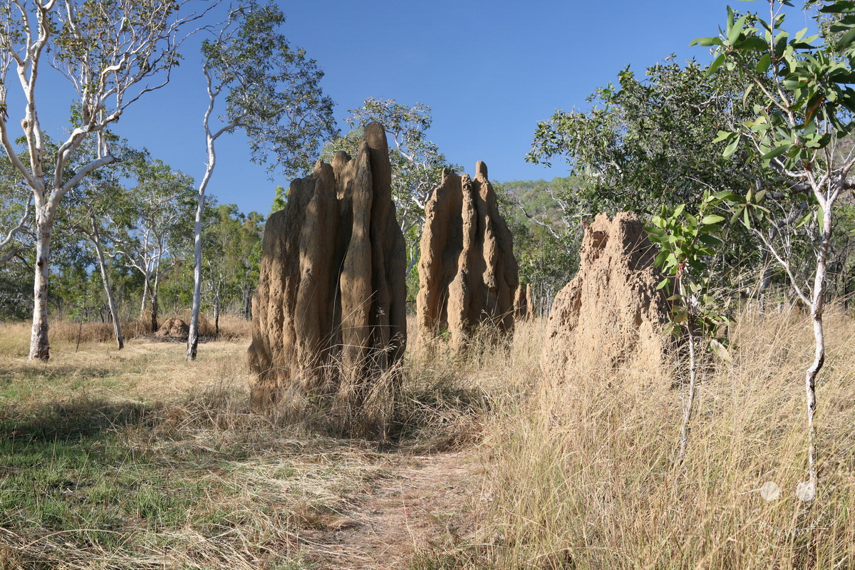 Australia - Nothern Territory - Kakadu Nationalpark - Termite mounds