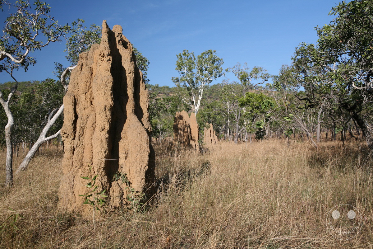 Australia - Nothern Territory - Kakadu Nationalpark - Termite mounds