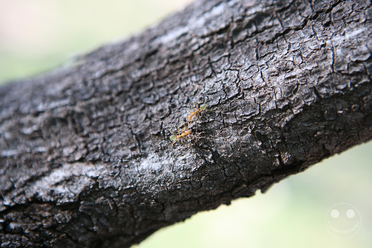 Australia - Nothern Territory - Kakadu Nationalpark - Termites