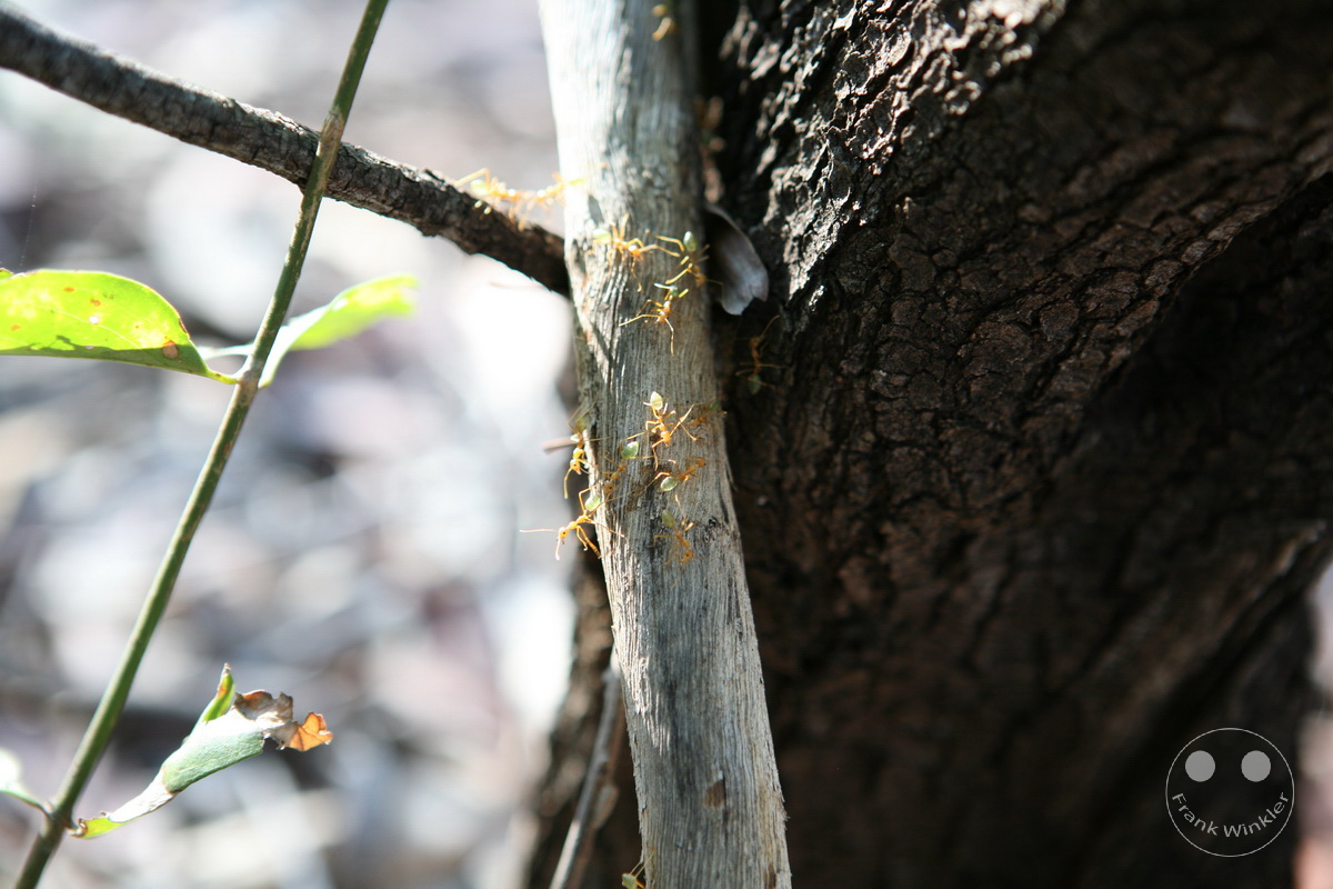 Australia - Nothern Territory - Kakadu Nationalpark - Termites