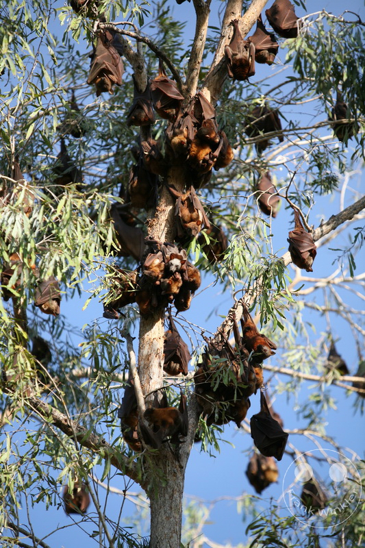 Australia - Nothern Territory - Nitmiluk-Nationalpark - Flying foxes