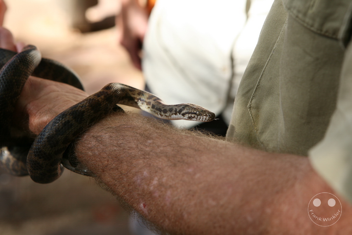 Australia - Nothern Territory - Pine Creek - Lazy Lizard Tavern - Snake - Children's python