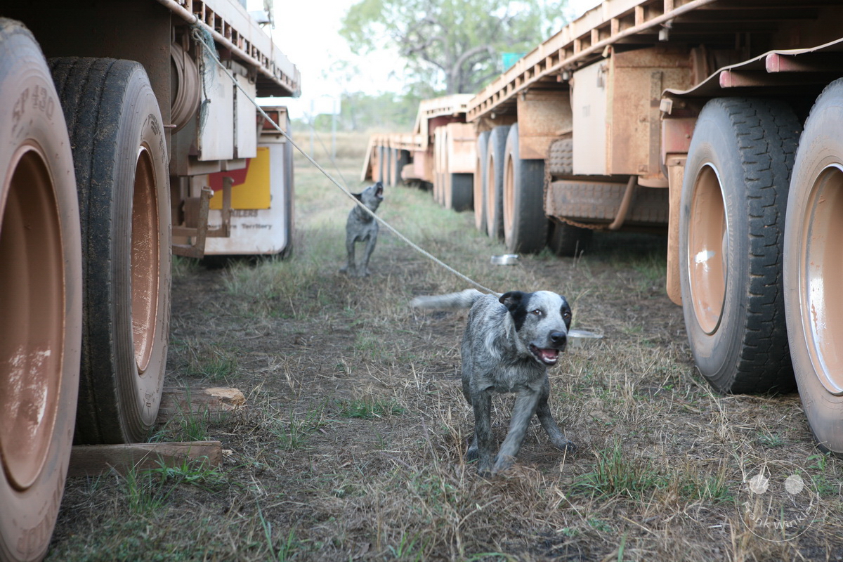 Australia - Nothern Territory - Adelaide River - Grove Hill - Road Train