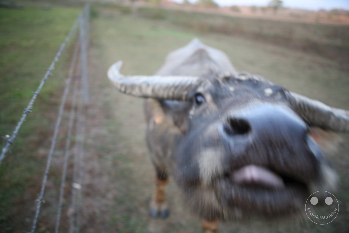 Australia - Nothern Territory - Margaret River - lovely cow