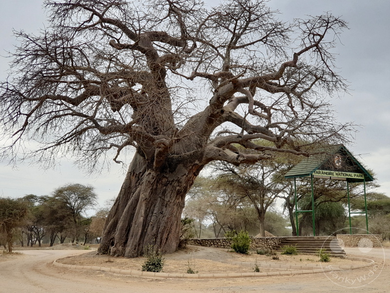 Tansania - Tarangire-Nationalpark