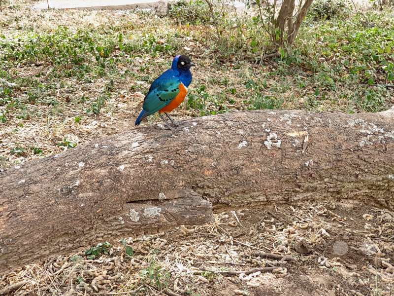 Tansania - Serengeti