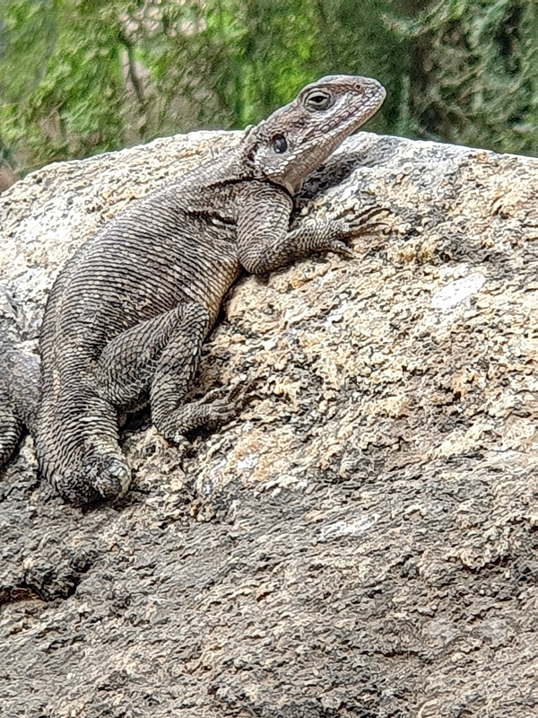 Tansania - Serengeti