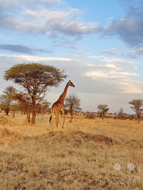 Tansania - Serengeti