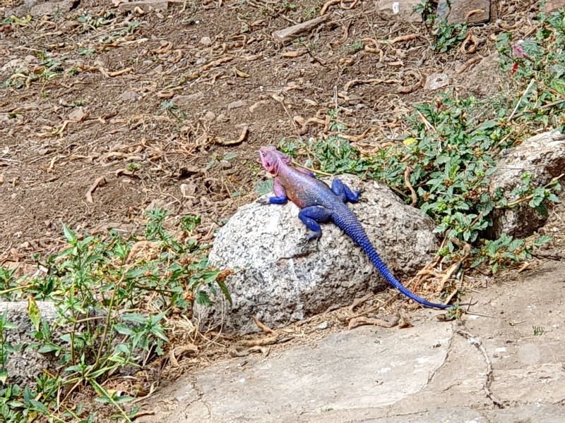 Tansania - Serengeti