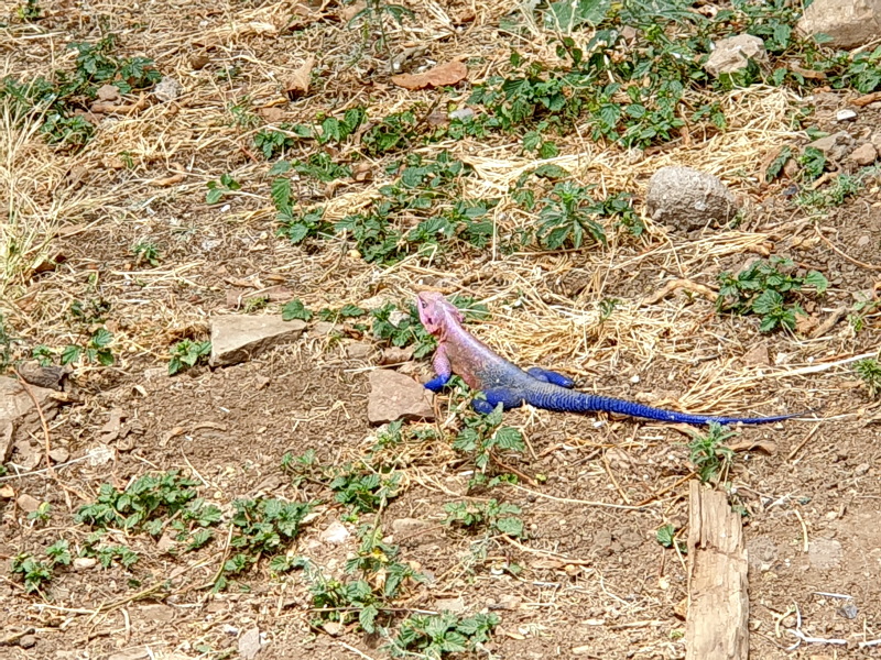 Tansania - Serengeti