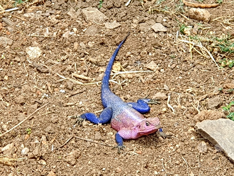 Tansania - Serengeti