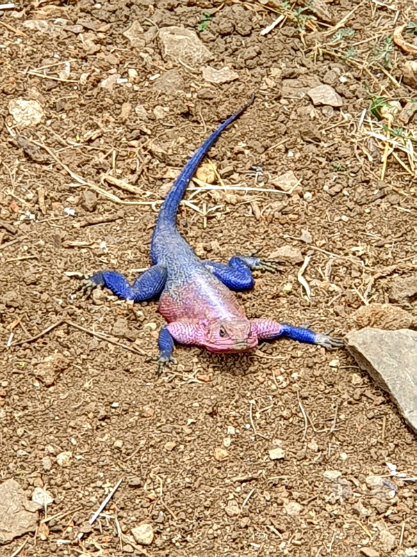 Tansania - Serengeti