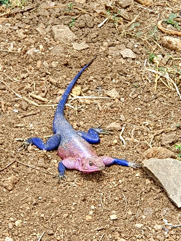 Tansania - Serengeti