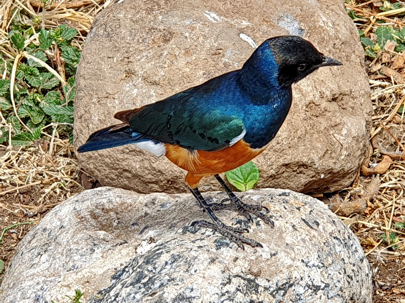 Tansania - Serengeti